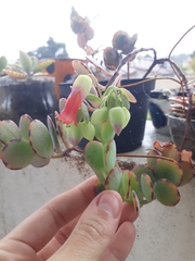 Kalanchoe marnieriana