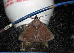 Hypena holophaea