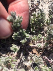 Microcodon glomeratus