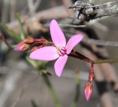 Boronia dichotoma