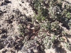 Microcodon glomeratus
