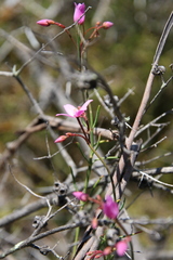 Boronia dichotoma