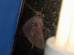 Hypena holophaea
