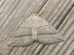 Scotopteryx