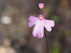 Utricularia multifida