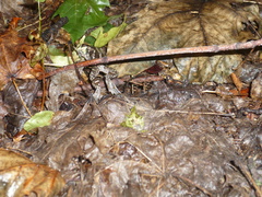 Pelobates vespertinus