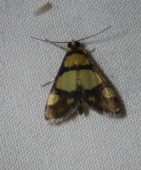 Deuterarcha xanthomela