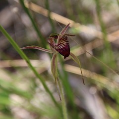 Caladenia paludosa
