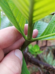 Tocoyena formosa