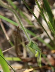 Caladenia paludosa