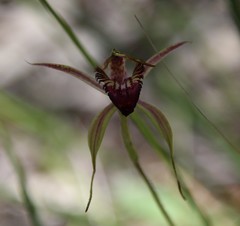Caladenia paludosa