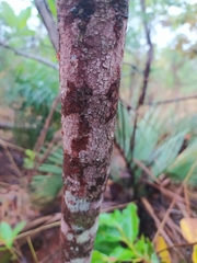 Tocoyena formosa