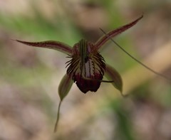 Caladenia paludosa
