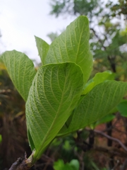 Tocoyena formosa