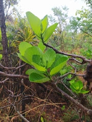 Tocoyena formosa