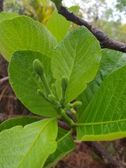 Tocoyena formosa
