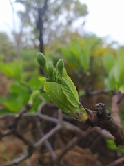Tocoyena formosa
