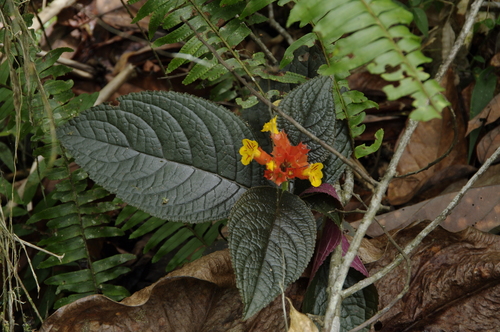 Chrysothemis pulchella