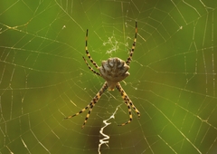 Argiope lobata