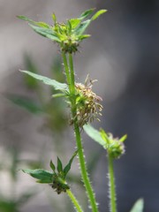 Opercularia hispidula