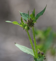 Opercularia hispidula