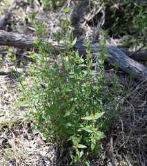 Opercularia hispidula