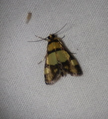 Deuterarcha xanthomela