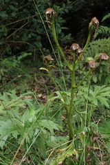 Ligularia japonica