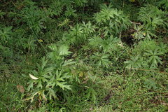 Ligularia japonica
