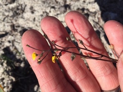 Hemimeris gracilis