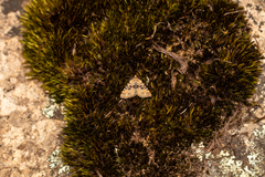 Dichromodes disputata