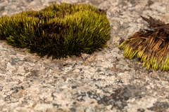 Dichromodes disputata