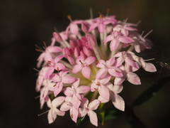 Pimelea rosea