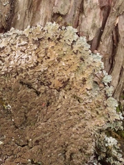 Physconia grumosa
