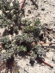 Microcodon glomeratus