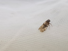 Cixius distinguendus