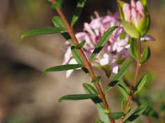 Pimelea rosea