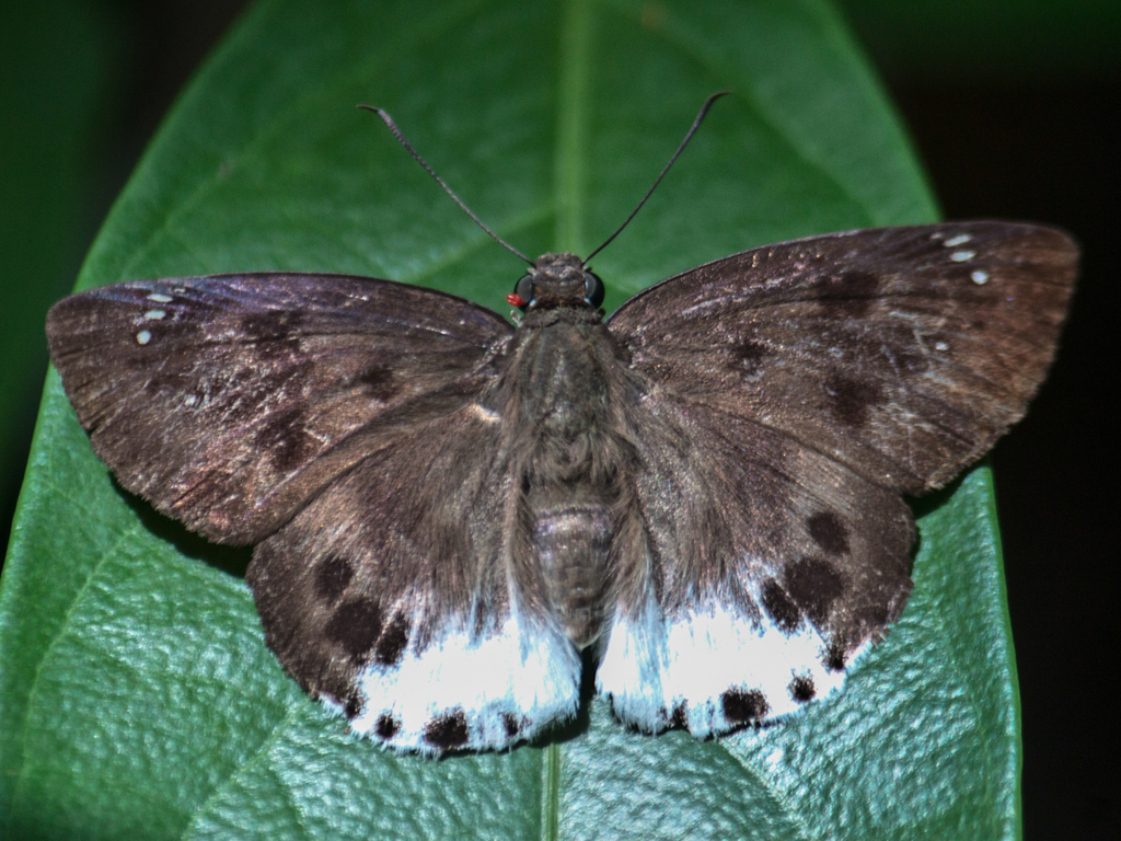 Common Snow Flat