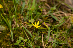 Pauridia vaginata