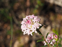 Pimelea rosea