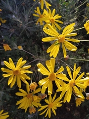 Euryops pectinatus