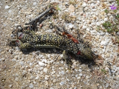 Timon lepidus lepidus