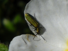 Lobonyx aeneus