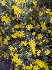 Euryops pectinatus