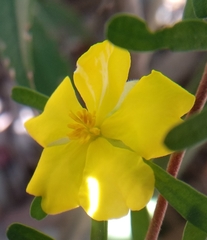 Hibbertia monogyna