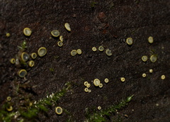 Chlorosplenium