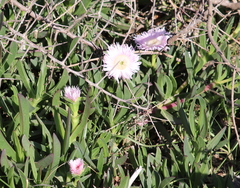 Carpobrotus deliciosus