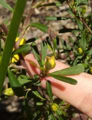 Hibbertia monogyna