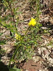 Hibbertia monogyna