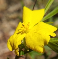 Hibbertia monogyna